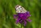 Macro shot of a Melanargia galathea butterfly on a Centaurea scabiosa flower in a wildflower meadow