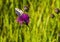 Macro shot of a Melanargia galathea butterfly on a Centaurea scabiosa flower in a wildflower meadow