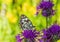 Macro shot of a Melanargia galathea butterfly on a Centaurea scabiosa flower in a wildflower meadow