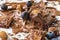 macro shot of a melted chocolate bar with almond nuts and blueberry on the white plates