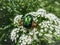 Macro shot of a metallic rose chafer or the green rose chafer Cetonia aurata crawling on a white flower with outspread wings in