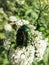 Macro shot of a metallic rose chafer or the green rose chafer Cetonia aurata crawling on a white flower in sunlight in summer