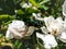 Macro shot of a metallic rose chafer or the green rose chafer Cetonia aurata crawling on a white flower in sunlight in summer