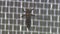 Macro shot of a mosquito standing on netting