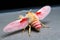 Macro shot of a moth on a black background,  Insect