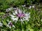Macro shot of the Mountain cornflower Centaurea montana \\\'Purple heart\\\'