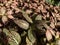 Macro shot of multicolored foliage of the Nerve plant - fittonia \\\'Pink Crinkle\\\'. Distinctive plant