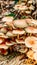 macro shot of a mushroom colony growing in the forest on a fallen tree on a sunny autumn day in October