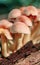 Macro shot of a mushroom colony growing in the forest on a fallen tree on a sunny autumn day in October