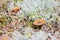 Macro shot of mushroom in white reindeer moss
