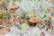 Macro shot of mushroom in white reindeer moss