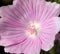 Macro shot of a Musk mallow flower. Malva moschata.