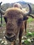 Macro shot of the muzzle of brown bison