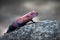 Macro shot of a Mwanza flat-headed rock agama lizard in Tanzania