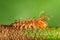 Macro shot of a Myriapoda on a branch