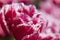 Macro Shot of National Rose Dutch Tulips Of Queensland Kind Against Blurred Background.