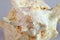 Macro Shot of Natural Branched Murex Seashell Spire