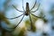 Macro shot of a Nephila pilipes spider hung from its web