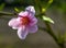 Macro shot of a newly opened pink nectarine blossom