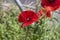 Macro shot ofa bright red poppy Papaver orientale