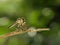 Macro shot of an Ommatius robber fly on twig tree with green blur background