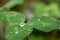 Macro shot of one dew or rain drops on a green clover background lit softly on an overcast day. Wet, clean, fresh