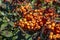 Macro shot of the orange berries of a firethorn Pyracantha