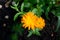 Macro shot of orange calendula or English marigold flowers