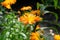 Macro shot of orange calendula or English marigold flowers