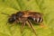 Macro shot of an orange-legged furrow bee on a green leaf