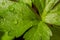 Macro shot of organic Celery Apium graveolens leaf.