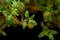 Macro shot of Organic Thyme Plant stalks and leaves on black soil . Thymus vulgaris in the mint family Lamiaceae.