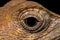 Macro shot of an Oriental garden lizard's black eye surrounded by colorful, patterned skin