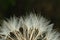 Macro shot of a the pappus of a dandelion seed