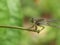 Macro shot of parasitism on green leaves