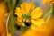 Macro shot of parasitism on a yellow flower