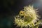 Macro shot of Passiflora foetida ,Fetid passionflower