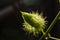 Macro shot of Passiflora foetida ,Fetid passionflower