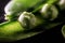 Macro shot of peas in a pod with drops of water.