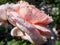 Macro shot of perfect, round water droplets on petals of beautiful, pink English Shrub Rose `Queen of Sweden` with wide upward-