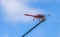 Macro shot of a pink dragonfly against a blue sky