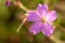 Macro shot of a pink flower, cranesbill