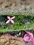 Macro Shot of a pink lily flower laying midst of the green grass in the garden