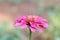 Macro shot of pink marigold flower