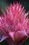 Macro Shot of a Pink Silver Chalice Bromeliad Flower