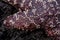 Macro shot of Pisaster ochraceus, purple sea star