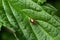 A macro shot of a plant bug, Deraeocoris ruber, seen in June