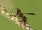 Macro shot of a Polistes wasp on a wildflower  against a blurred background