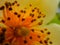 Macro shot of Pollen and Stamen of Schima sp.