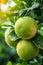 Macro shot of pomelo fruit with dew drops on tree, perfect wide banner with space for text